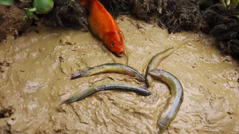 Stop Motion ASMR - Mukbang Catfish Gold Nugget Pleco Experiment Unusual Under Mud Cooking