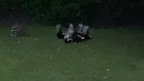 Cute skunk family