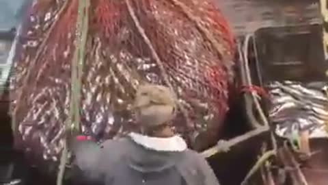 A ridiculous thing came out when the fishing boat raised the net