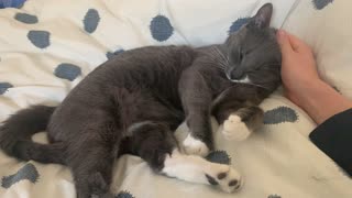 Cuddling cat in couch - SO CUTE