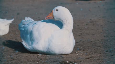 A large white goose stands on a lawn, a large white gander on a green lawn