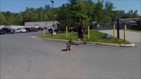 Dog Trainers Work With a German Shepherd with Aggression Issues