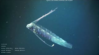 Oarfish: The Real Sea Serpent - Deepsea Oddities