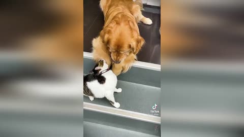 Best Funny Cats And Dogs Videos 🐶😹 - Funny Animals Compilation 😂