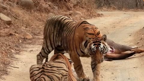 Tigress Attempts to Swipe Meal from Large Male
