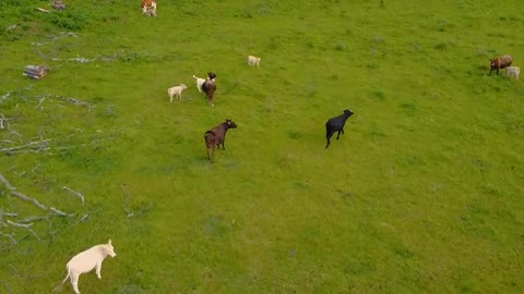 Calves feeding in a meadow with grass