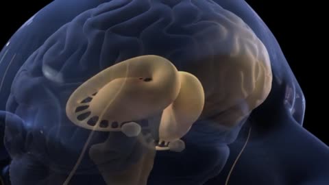 Pain perception and human brain