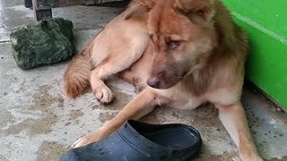 Pet Dog in the school..eating flies