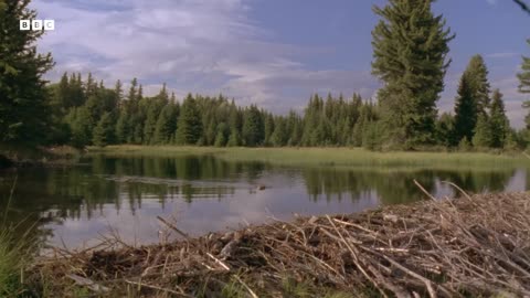 Busy Beavers Build Dam Ahead of Winter | Yellowstone | BBC Earth