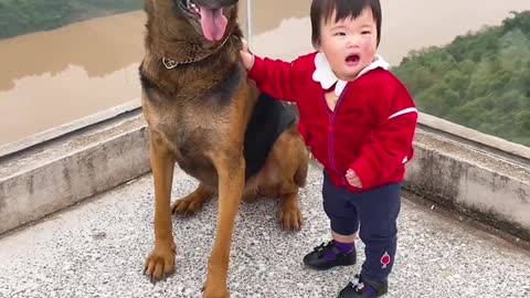 Dog playing with kid