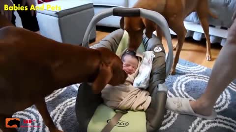 Funny Baby And Vizsla Dogs Playing Together