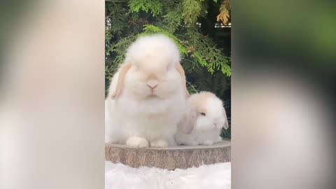 Baby rabbit and his mommy are so cute