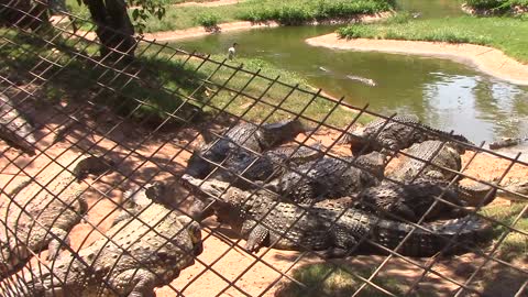 Crocodile Feeding Durban - South Africa.