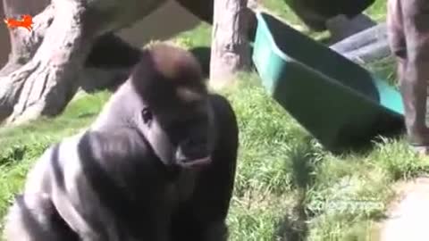 Gorillas__Funny_animal_video_videos(360p).mp4 2021