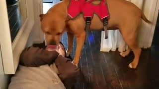 Dog Shows Affection By Lavishing Her Human With Kisses