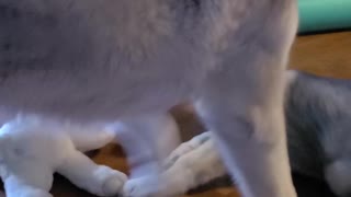 Awwww, Husky meets her new baby brother