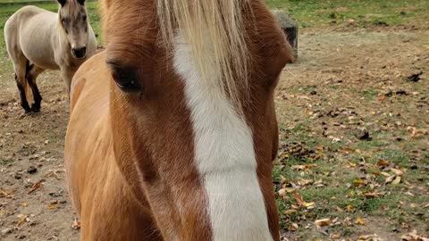 Friendly Horses 2