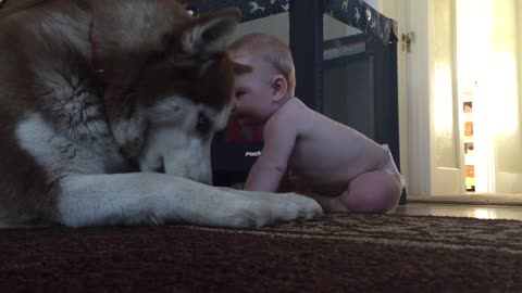 Husky Attempts To Looks Tough For Baby, But Rolls Over In Happiness When Baby Pets Him