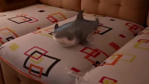 Sonrisa de tiburón bebe