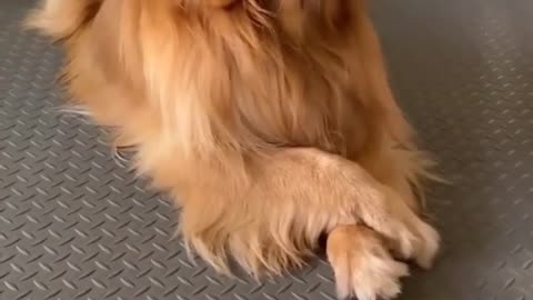 Funny Dog Smart golden