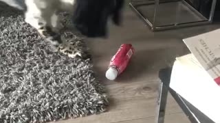 Adorable pup plays with bottle