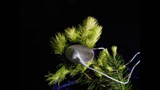 Getting Spruced Up~ Norway Spruce Sapling
