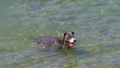 Swimming Dog