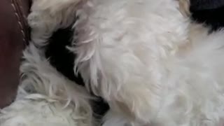 Small Dog Loud Snoring Funny Video