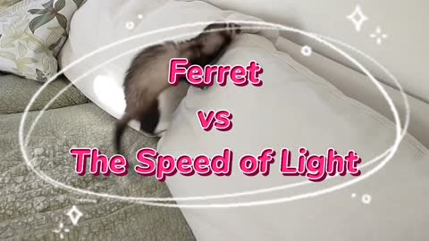Ferret vs the speed of light tug of wars