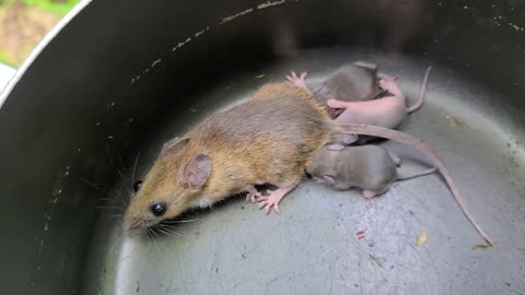 Baby mice attached to their momma I set free...