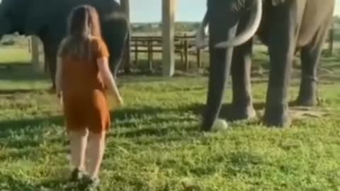 An elephant is playing football |very funny clip for entertaining