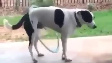 Funny dog moment 😆😆 🐶🐶