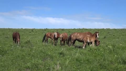 The mare runs aggressively towards her sleeping foal.