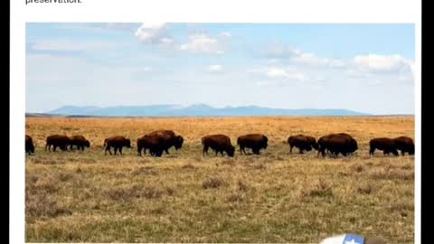 American Prairie Preserve grazing permits in Montana