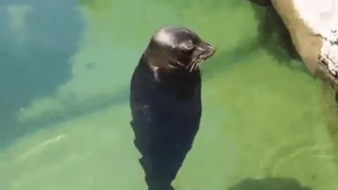 Relaxing Video Of A Spinning Seal