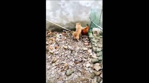 🐶😁 🐓Funny Dog vs Chicken Videos 2021 😁🤣