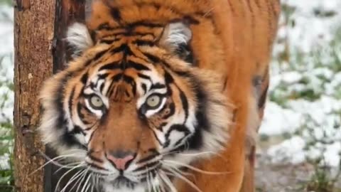 Attitude Tiger Reels Status Video, 🔥Wild Life Animals #status #viral #shorts