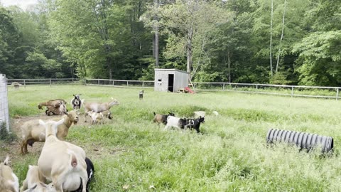 Epic Running of the Goats