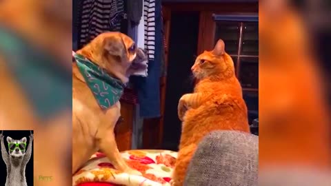 A Symphony of Chuckles | Funny Dogs and Cats Playing Their Hits! 🎶🐕😹