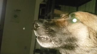 Dogs Howling With Me
