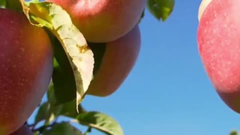 Why Big Pharma Hates This Apple Secret: You'll Be Amazed! | #HealthLife