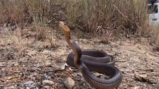 How Dangerous Is a The Inland Taipan!