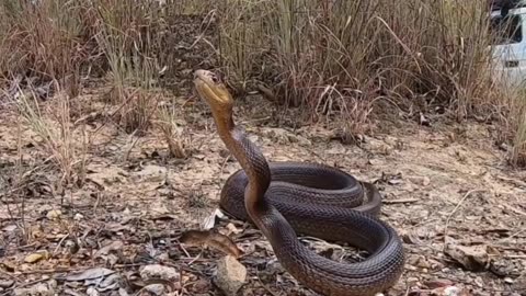 How Dangerous Is a The Inland Taipan!