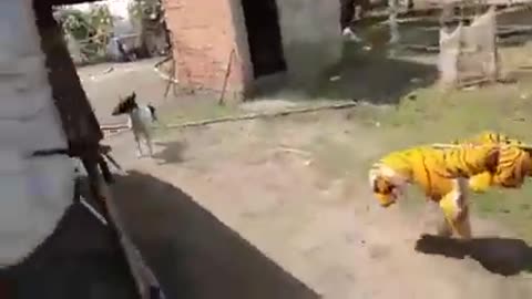 Funny Video Lion Prank on sleeping Dogs