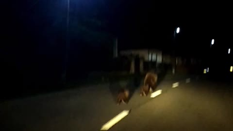 Bears Visit Village in Transylvania