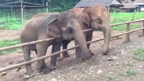 The dancing elephant