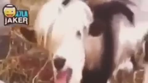 Humorous music and goat sound