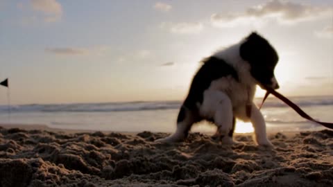 Cute dog plays at the beach
