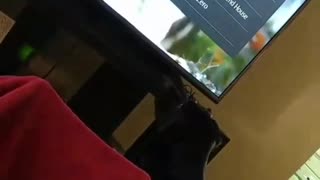 A black labrador stares at a dog commercial on tv