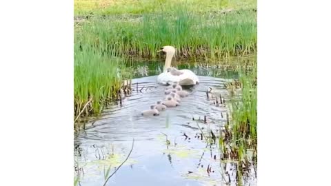 Beautiful Duck | Cute kids | Follow Her Mother